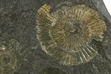 Fossil Ammonite Cluster - Posidonia Shale, Germany #350860-1